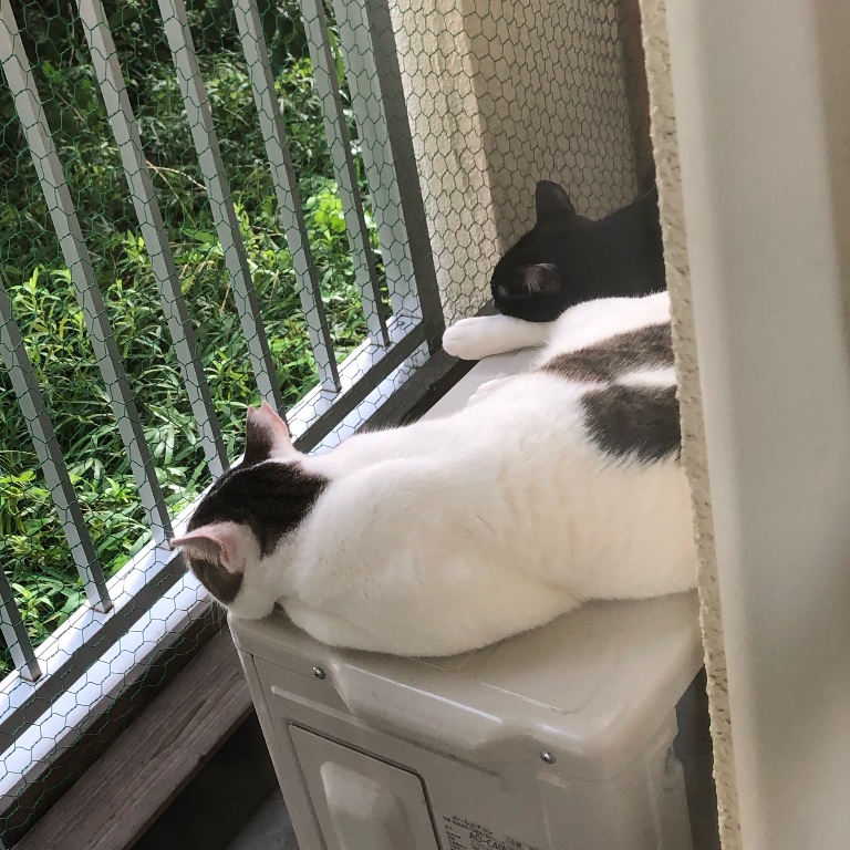 f:id:suminofv:20190830111044j:plain