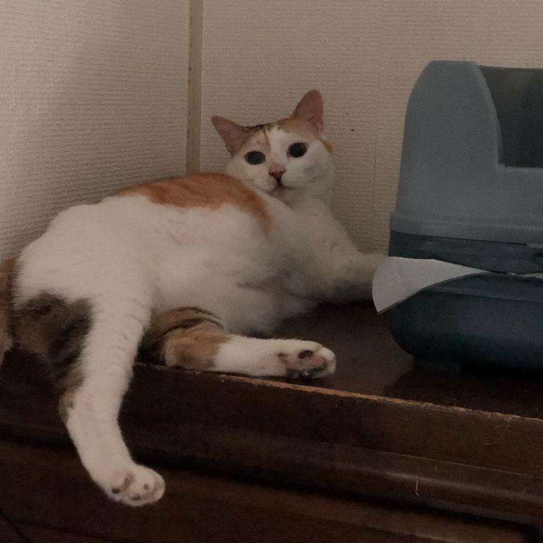 f:id:suminofv:20190830111115j:plain