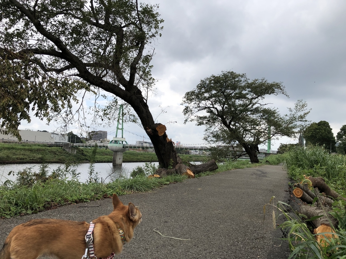 f:id:suminofv:20190915011945j:plain