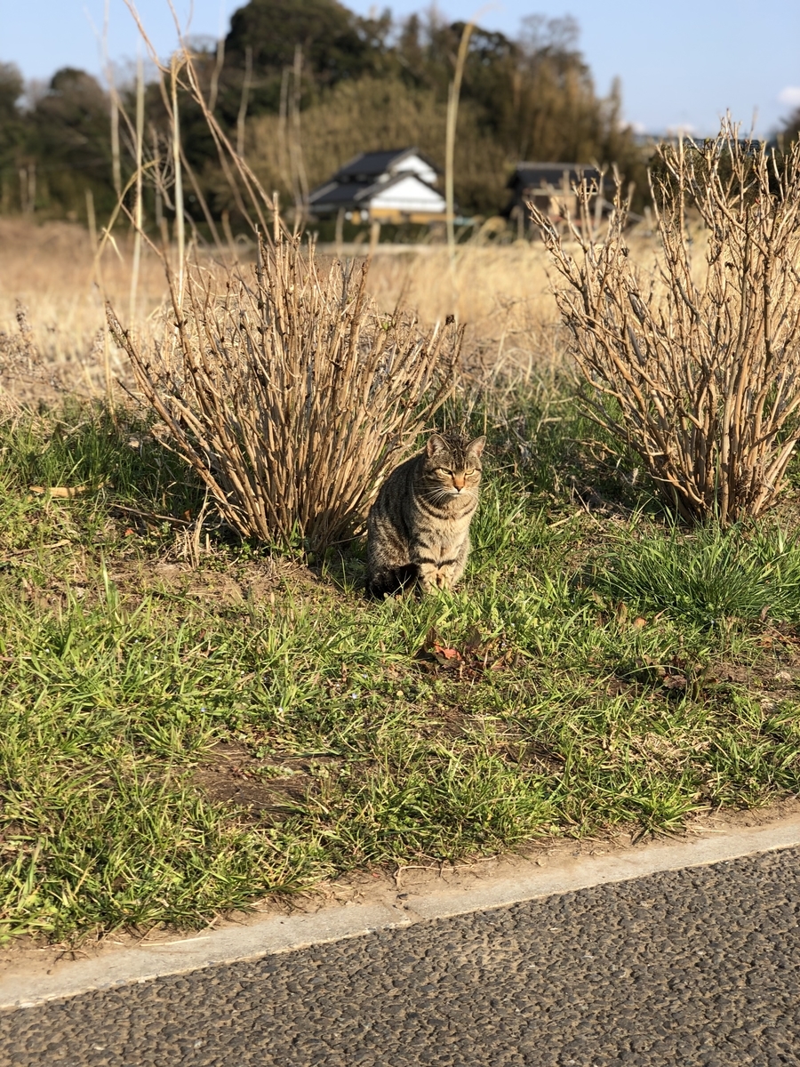 f:id:suminofv:20190915015448j:plain