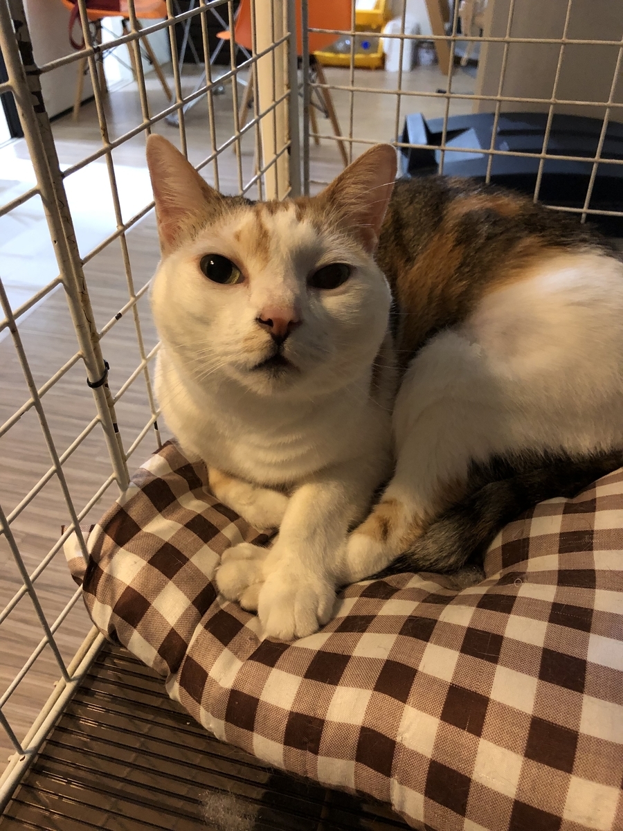 f:id:suminofv:20190929014014j:plain