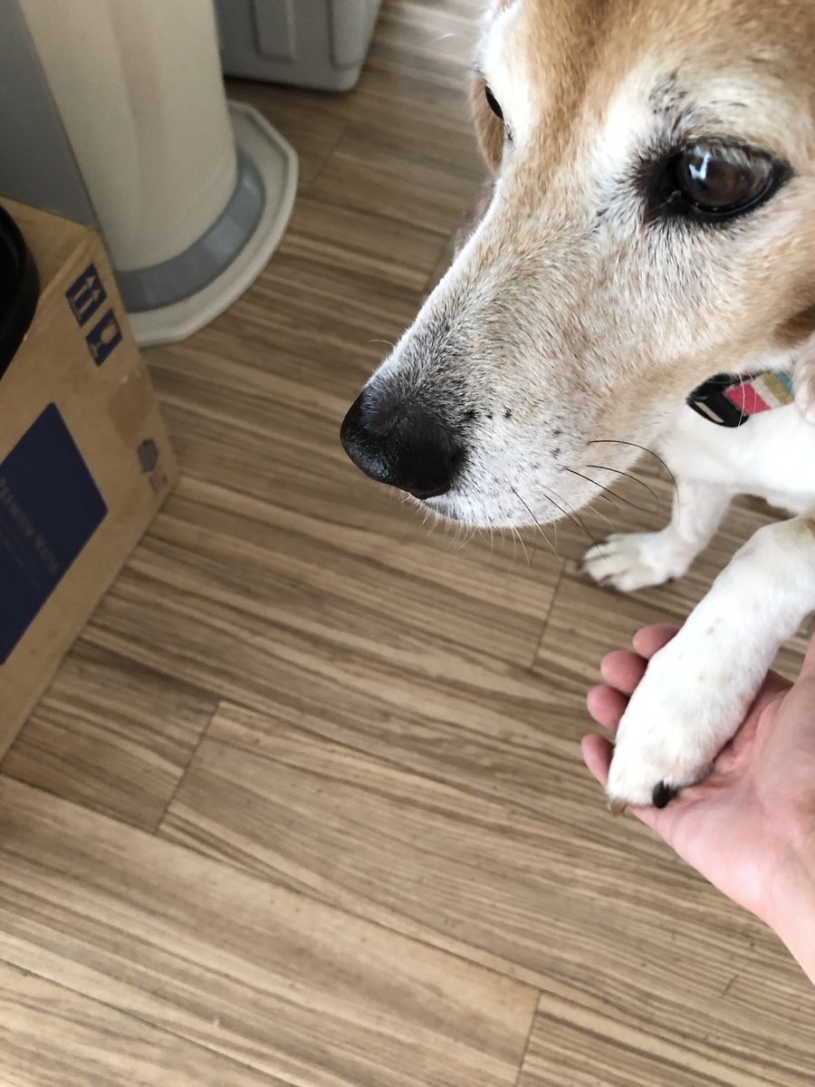 f:id:suminofv:20191005165015j:plain f:id:suminofv:20191005165015j:plain