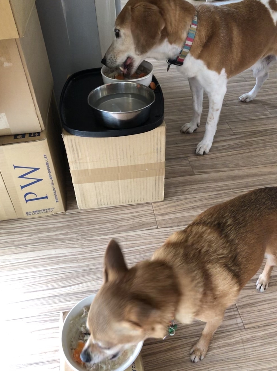 f:id:suminofv:20191005165143j:plain f:id:suminofv:20191005165143j:plain