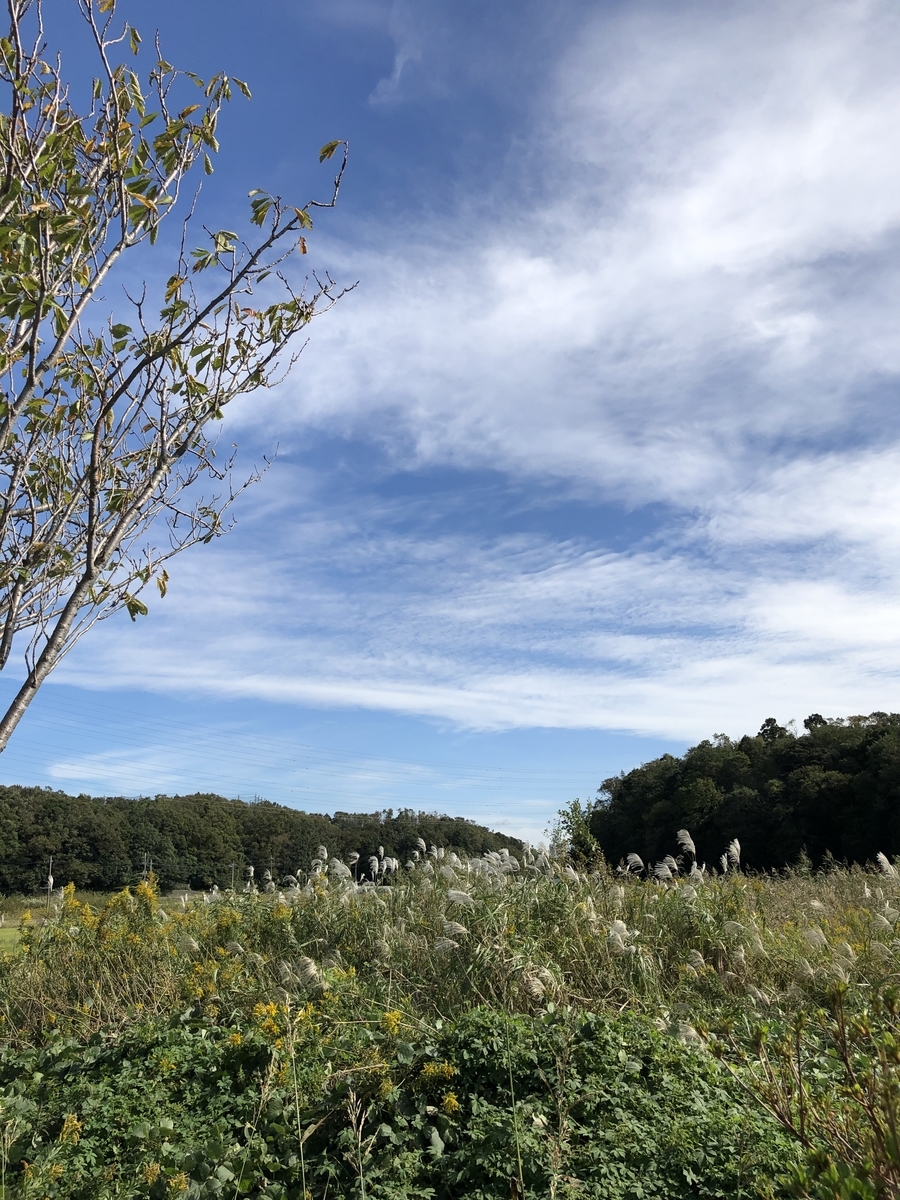 f:id:suminofv:20191028221447j:plain