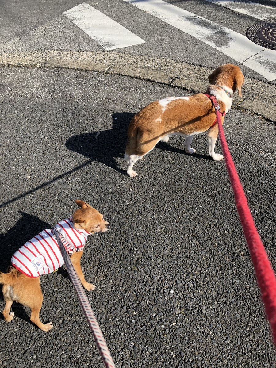f:id:suminofv:20191130123549j:plain