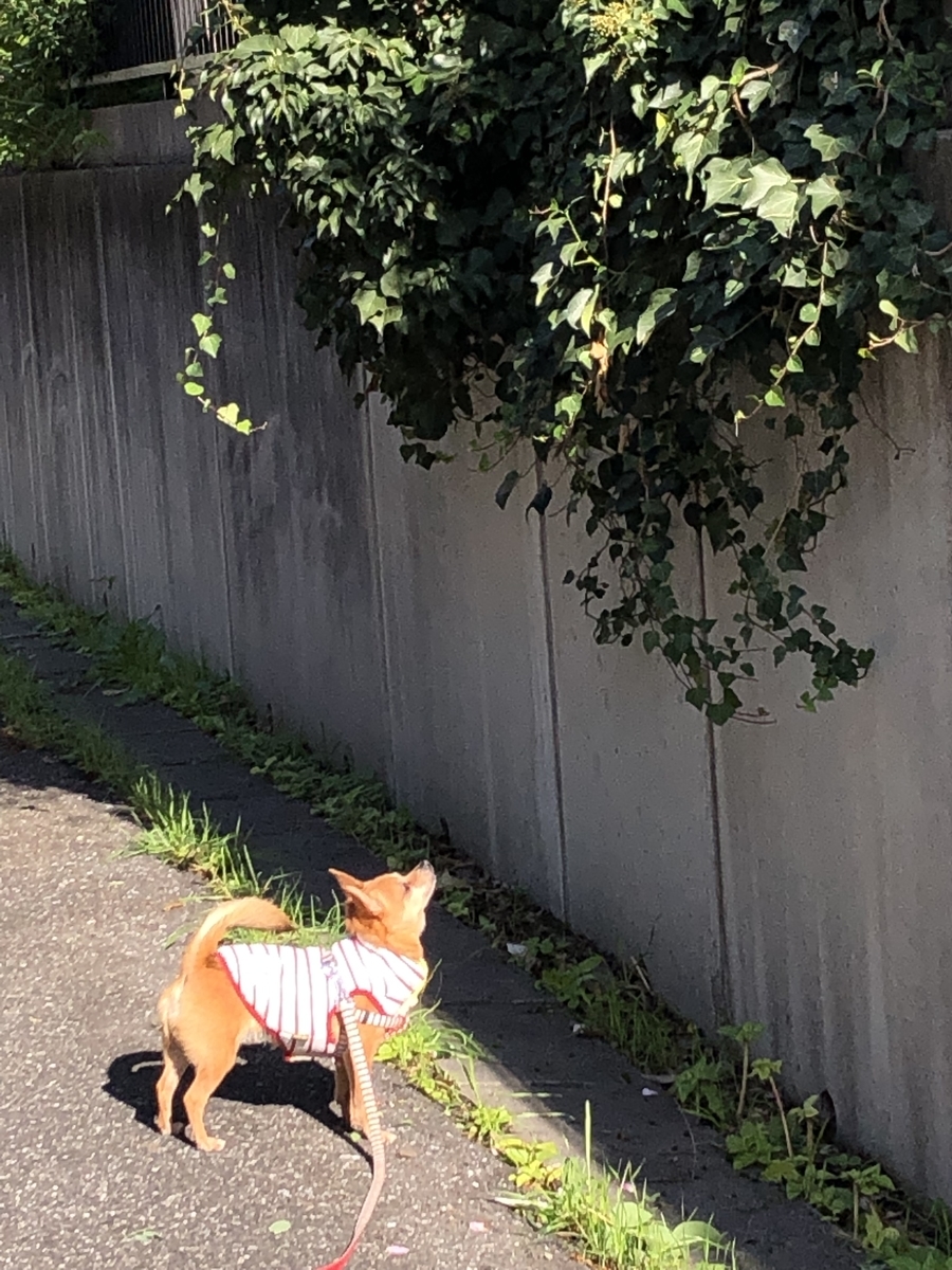 f:id:suminofv:20191130123909j:plain