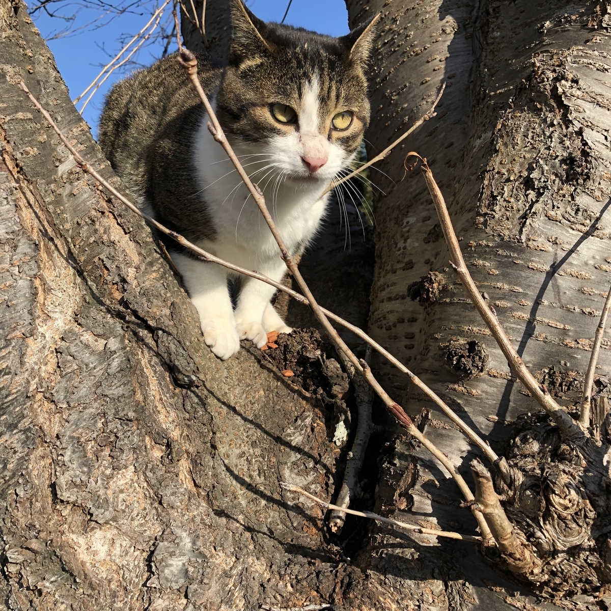 f:id:suminofv:20191130141314j:plain