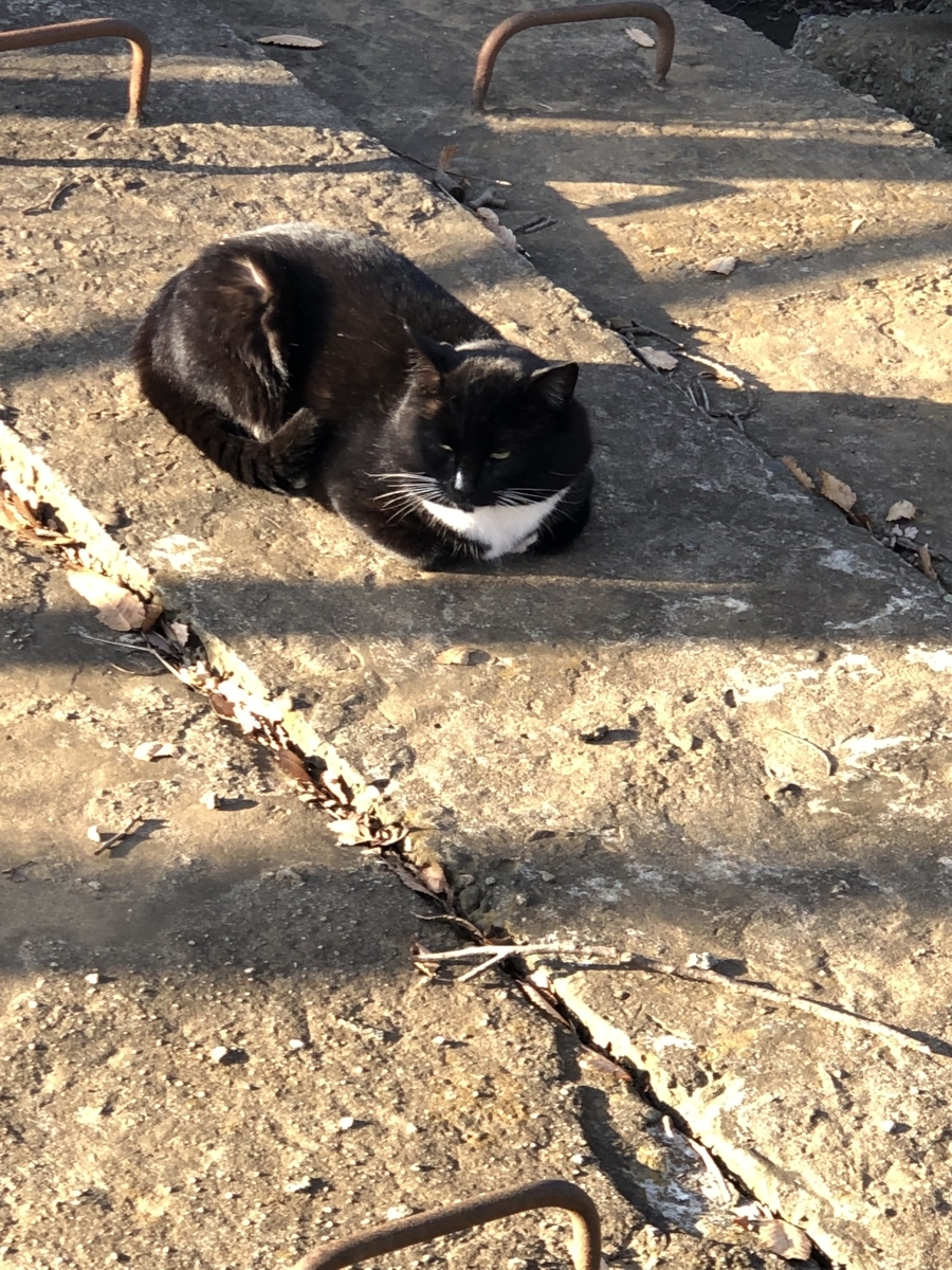 f:id:suminofv:20191130150816j:plain