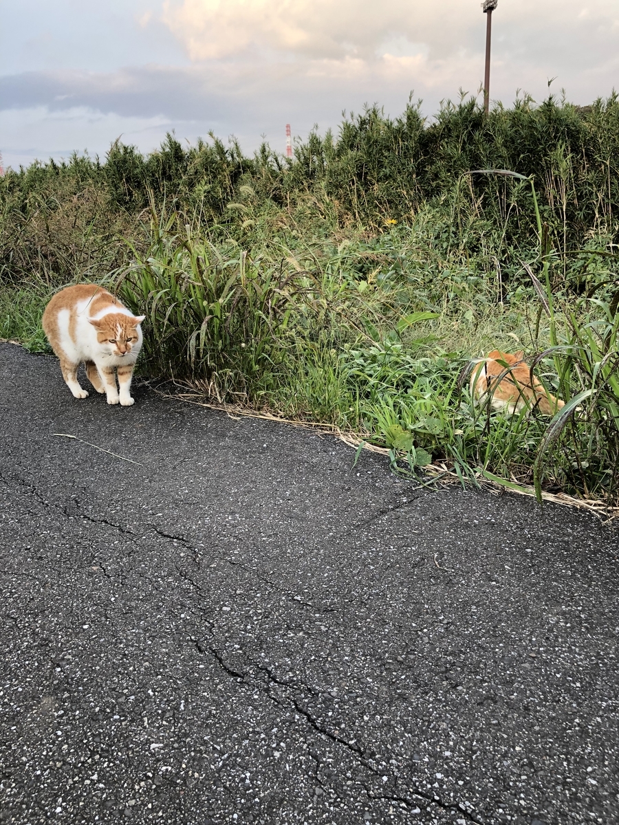 f:id:suminofv:20191130154330j:plain