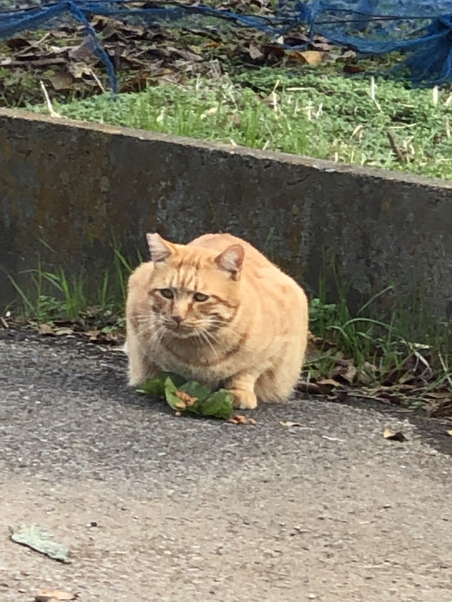 f:id:suminofv:20191201160519j:plain f:id:suminofv:20191201160519j:plain