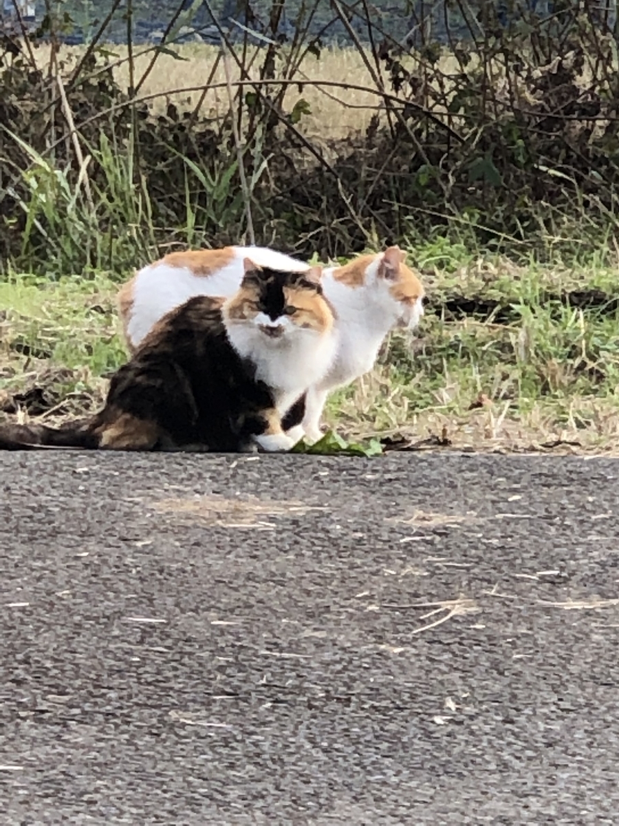 f:id:suminofv:20191201161101j:plain f:id:suminofv:20191201161101j:plain