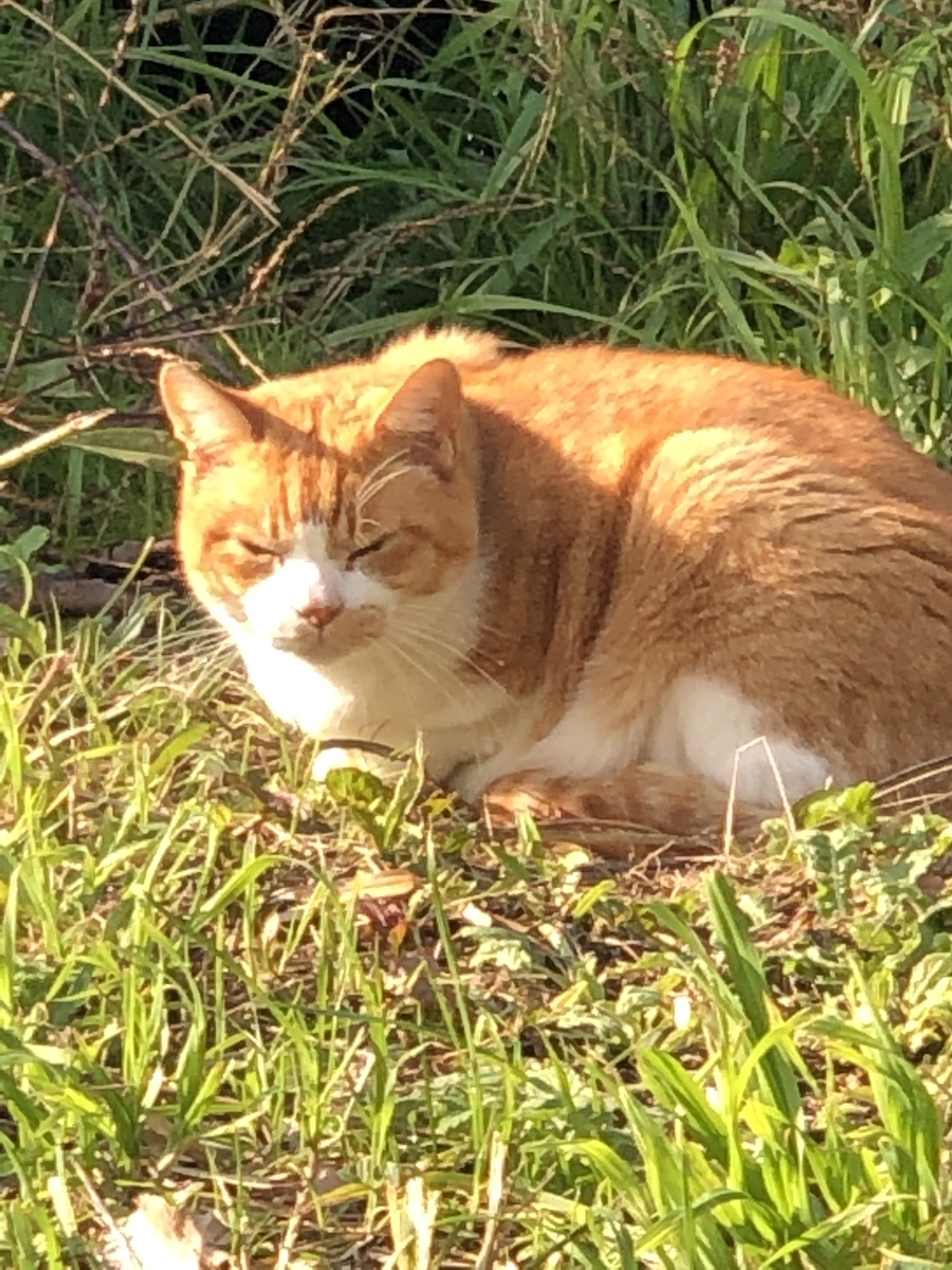 f:id:suminofv:20191201161826j:plain f:id:suminofv:20191201161826j:plain
