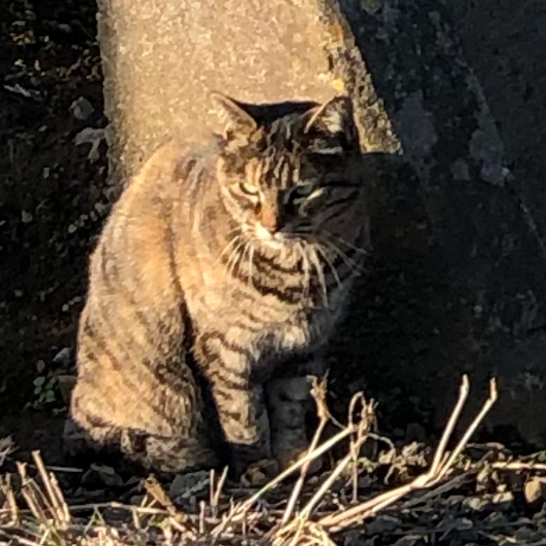 f:id:suminofv:20191208172820j:plain f:id:suminofv:20191208172820j:plain