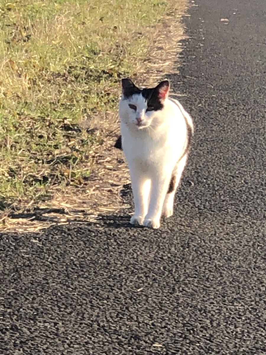 f:id:suminofv:20191208174732j:plain f:id:suminofv:20191208174732j:plain