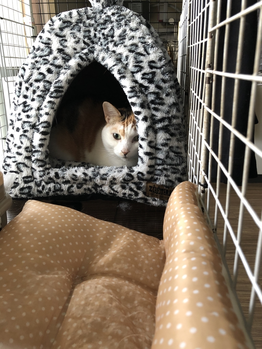 f:id:suminofv:20191210082446j:plain f:id:suminofv:20191210082446j:plain