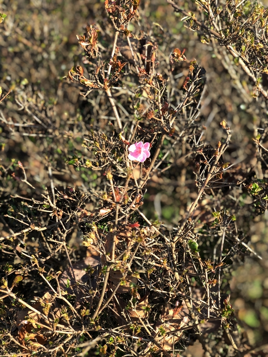 f:id:suminofv:20191214185111j:plain