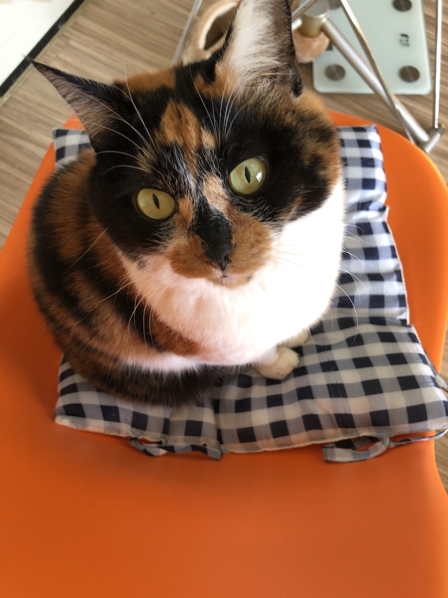 f:id:suminofv:20191216233127j:plain