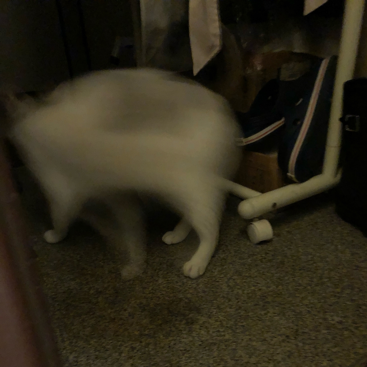 f:id:suminofv:20191224224742j:plain f:id:suminofv:20191224224742j:plain