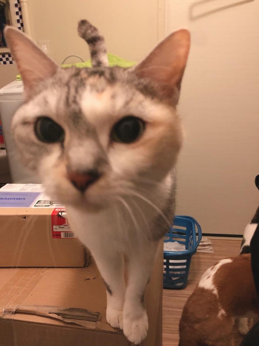 f:id:suminofv:20191224224945j:plain f:id:suminofv:20191224224945j:plain