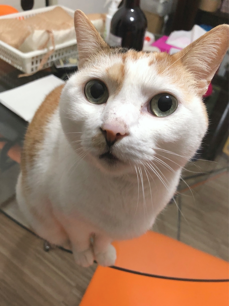 f:id:suminofv:20191224225523j:plain f:id:suminofv:20191224225523j:plain