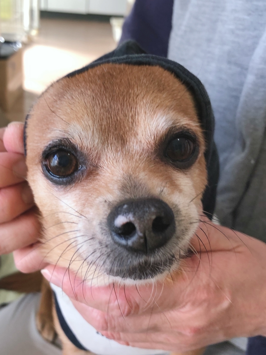 f:id:suminofv:20191224230727j:plain f:id:suminofv:20191224230727j:plain