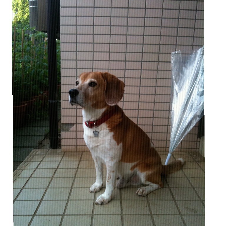 f:id:suminofv:20191230105650j:plain