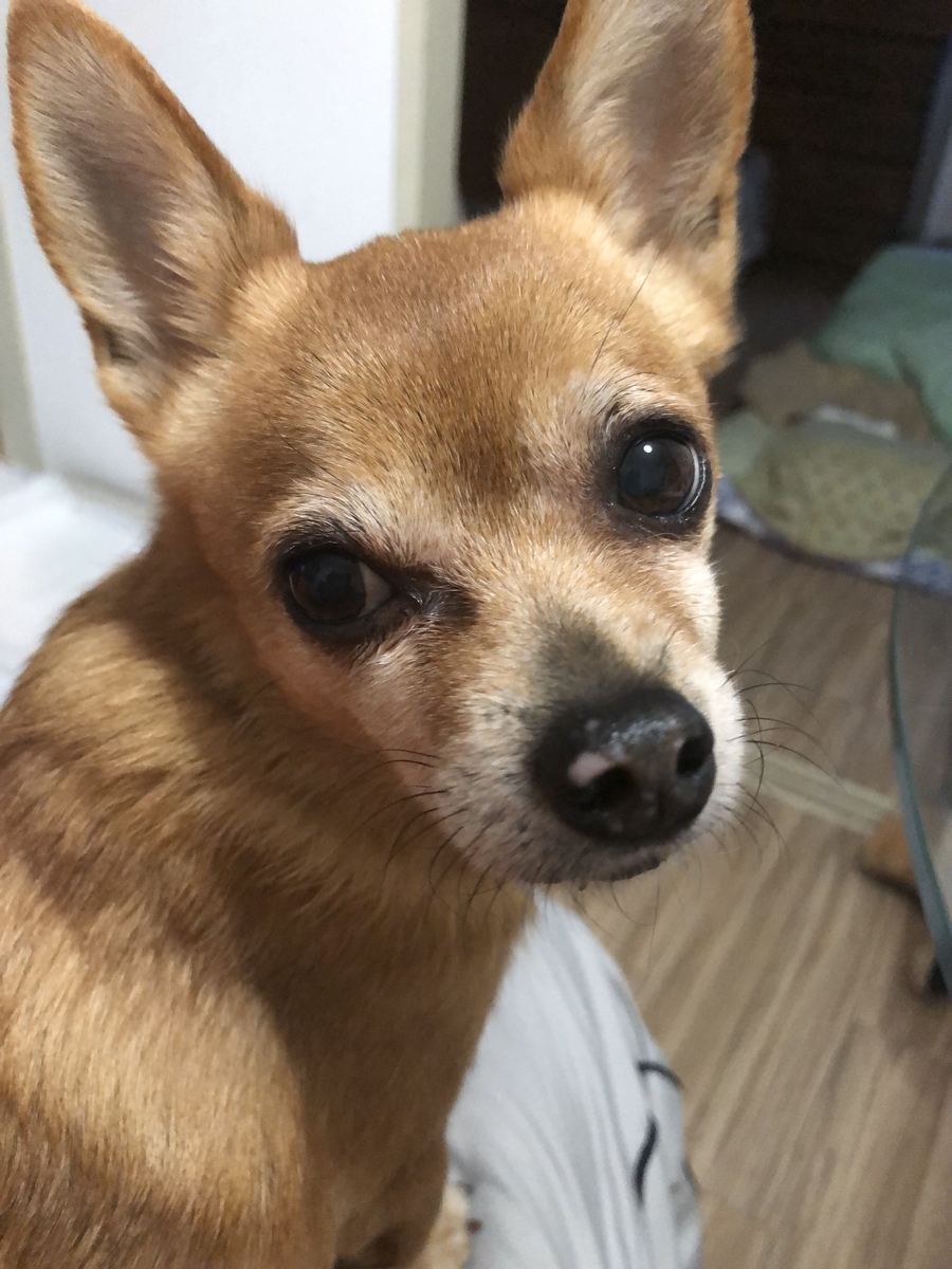 f:id:suminofv:20191230110735j:plain