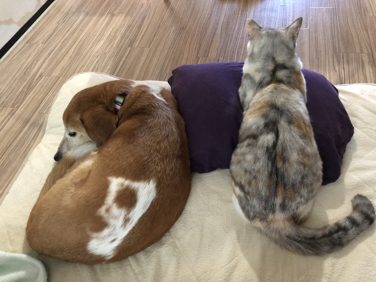 f:id:suminofv:20191230162908j:plain f:id:suminofv:20191230162908j:plain