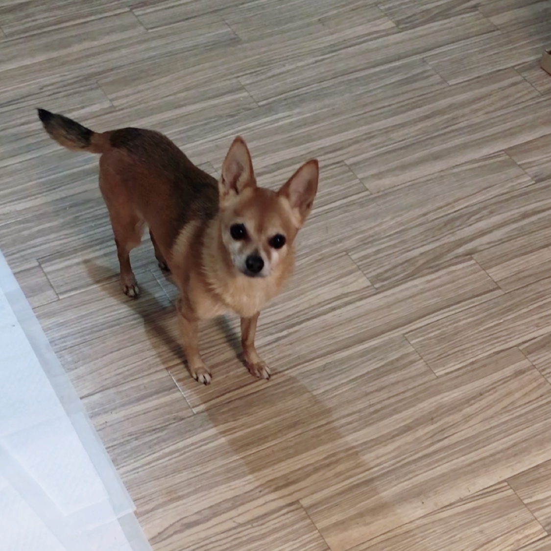 f:id:suminofv:20191230163757j:plain f:id:suminofv:20191230163757j:plain