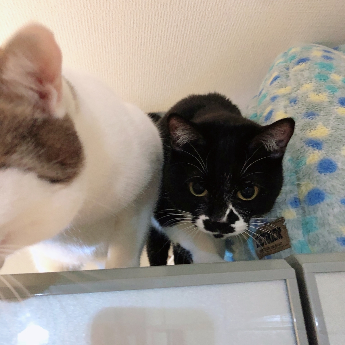 f:id:suminofv:20191230164437j:plain f:id:suminofv:20191230164437j:plain