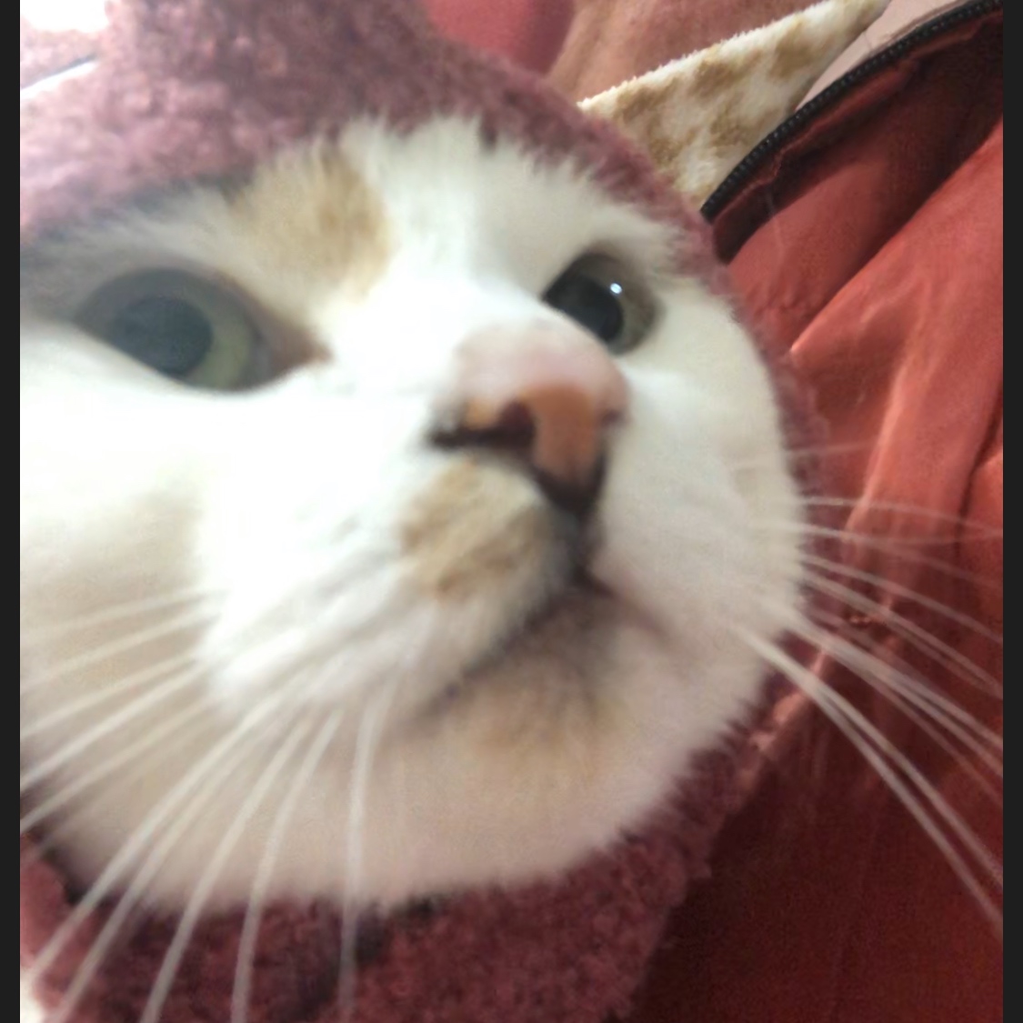 f:id:suminofv:20191230231305j:plain f:id:suminofv:20191230231305j:plain