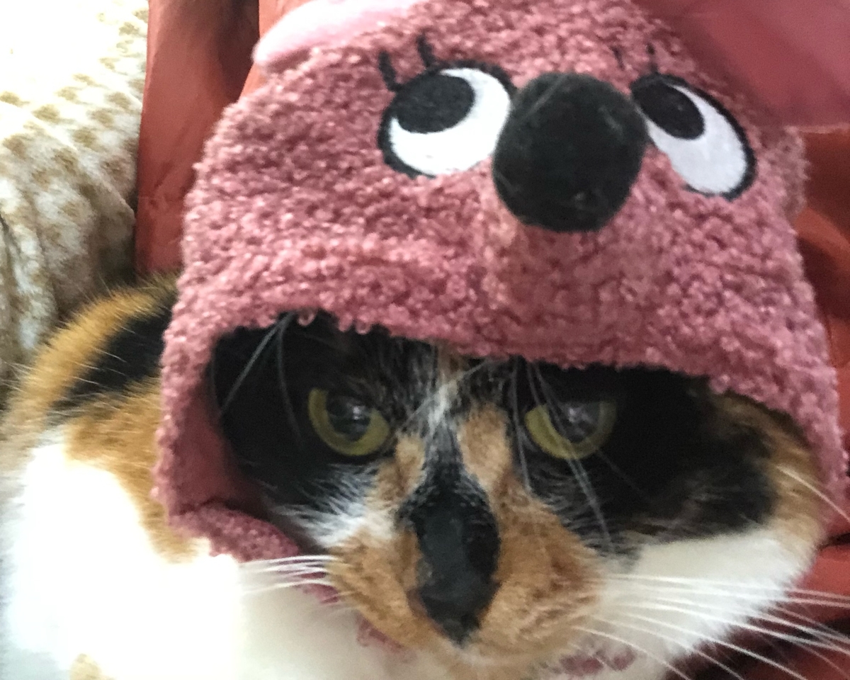 f:id:suminofv:20191230232022j:plain f:id:suminofv:20191230232022j:plain