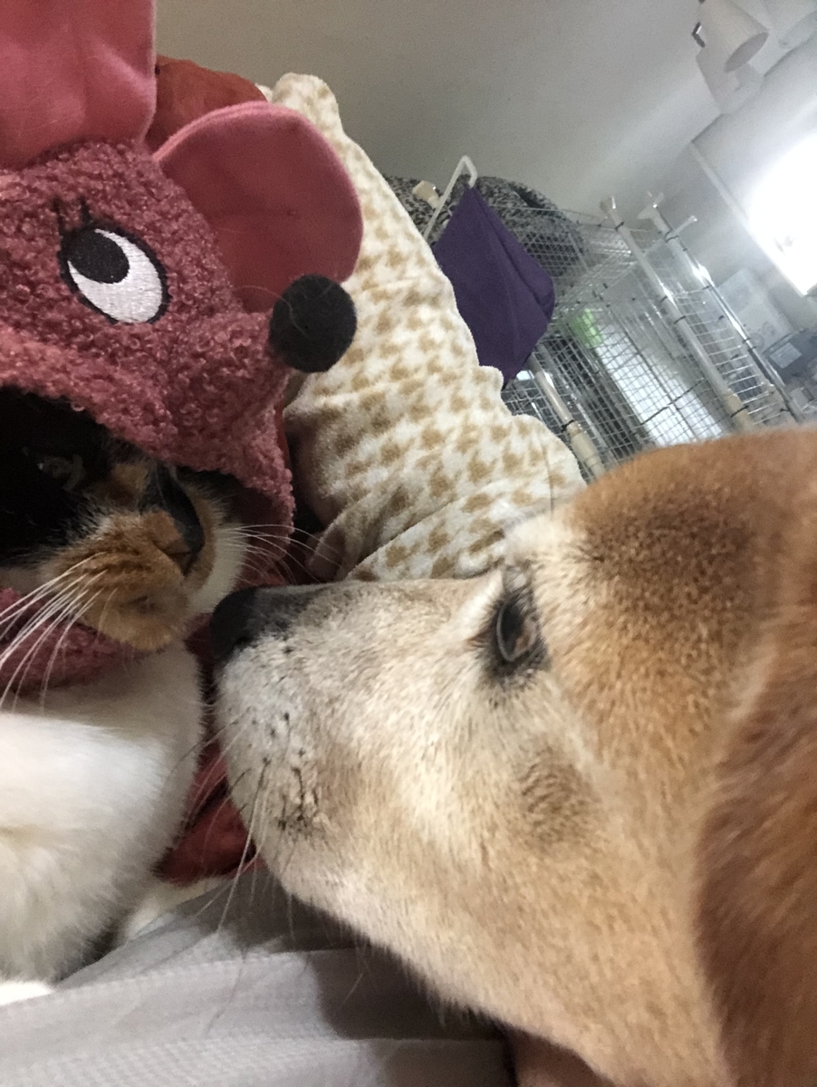 f:id:suminofv:20191230232151j:plain f:id:suminofv:20191230232151j:plain