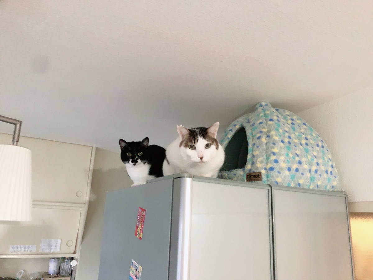 f:id:suminofv:20191230235914j:plain f:id:suminofv:20191230235914j:plain