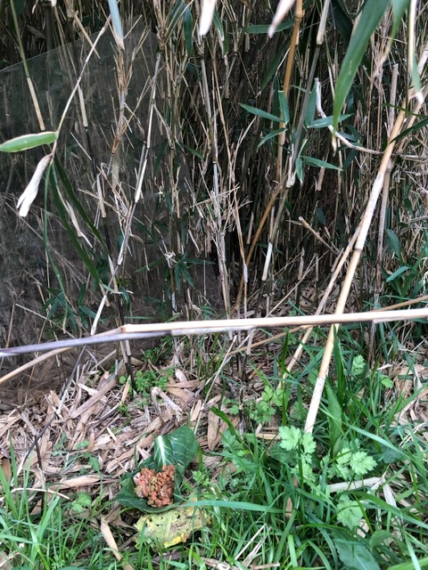 f:id:suminofv:20200308140359j:plain f:id:suminofv:20200308140359j:plain