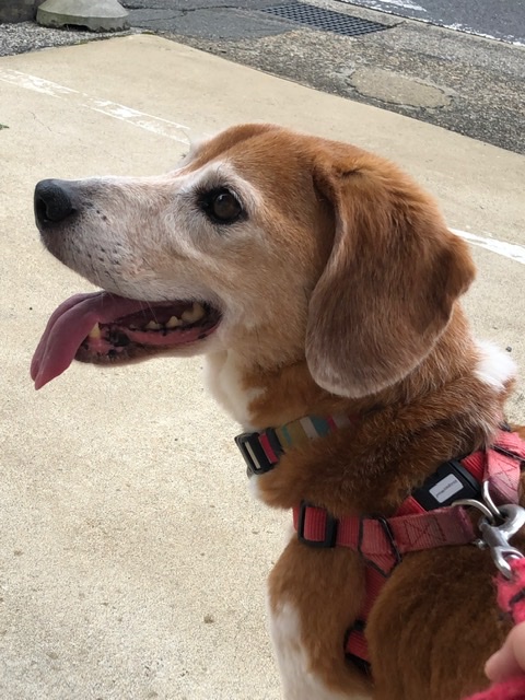 f:id:suminofv:20200630183226j:plain