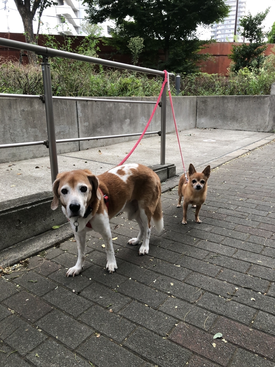 f:id:suminofv:20200920194840j:plain