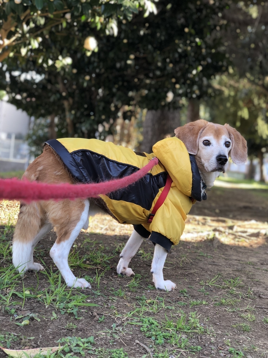 f:id:suminofv:20210303233828j:plain