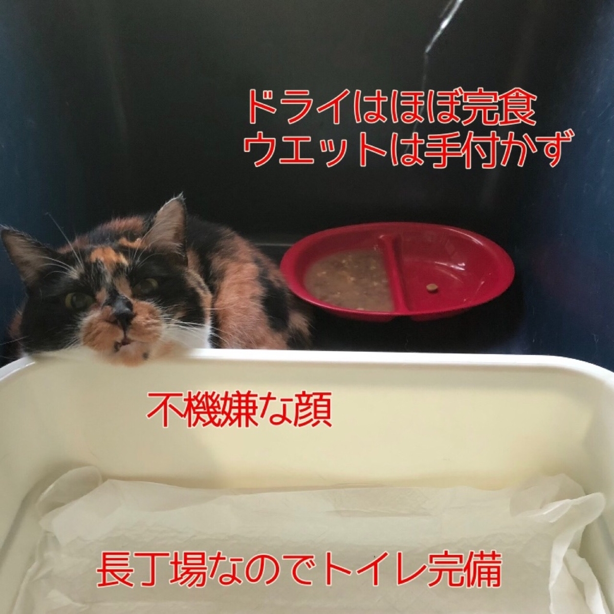 f:id:suminofv:20210306115338j:plain