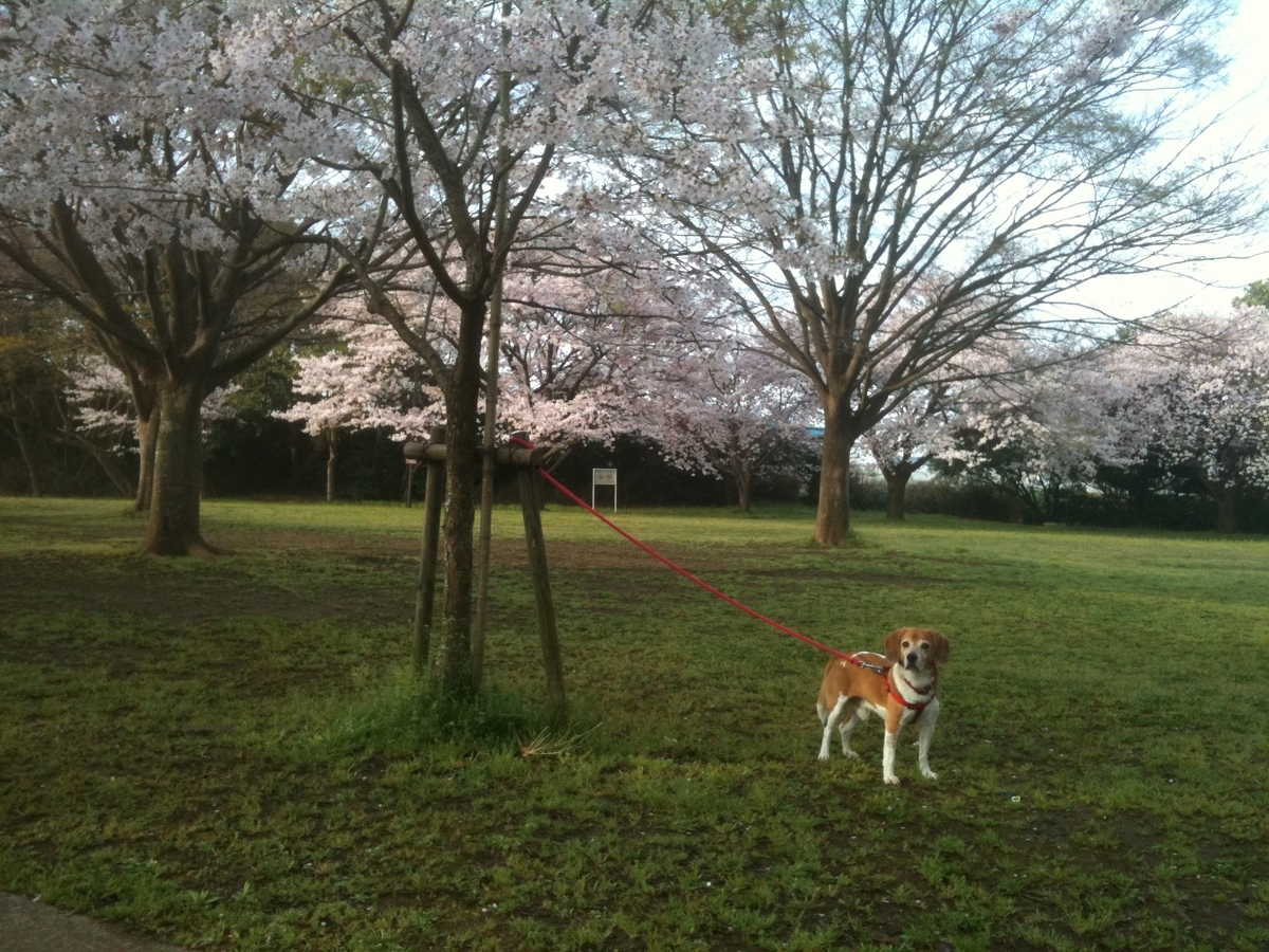 f:id:suminofv:20210327201156j:plain