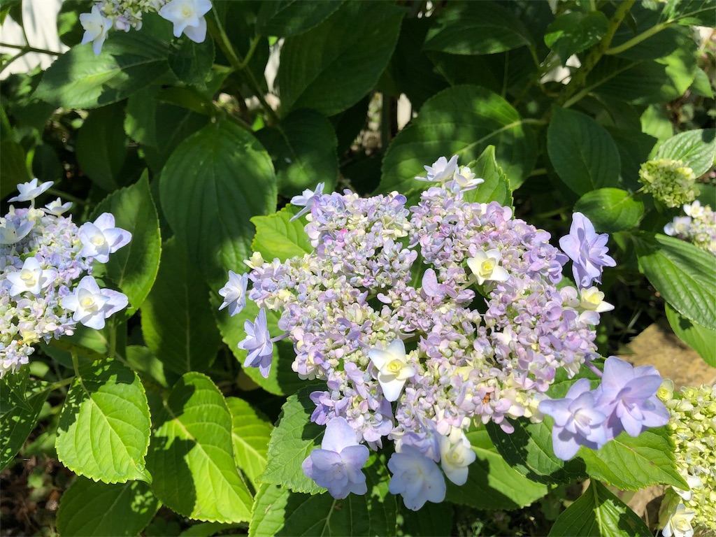 f:id:suminoka:20190614155049j:image