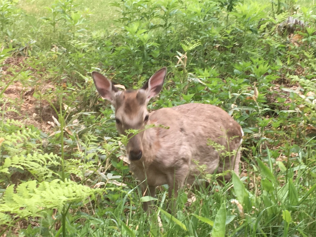 f:id:sumirekuma:20190702201729j:image f:id:sumirekuma:20190702201729j:image