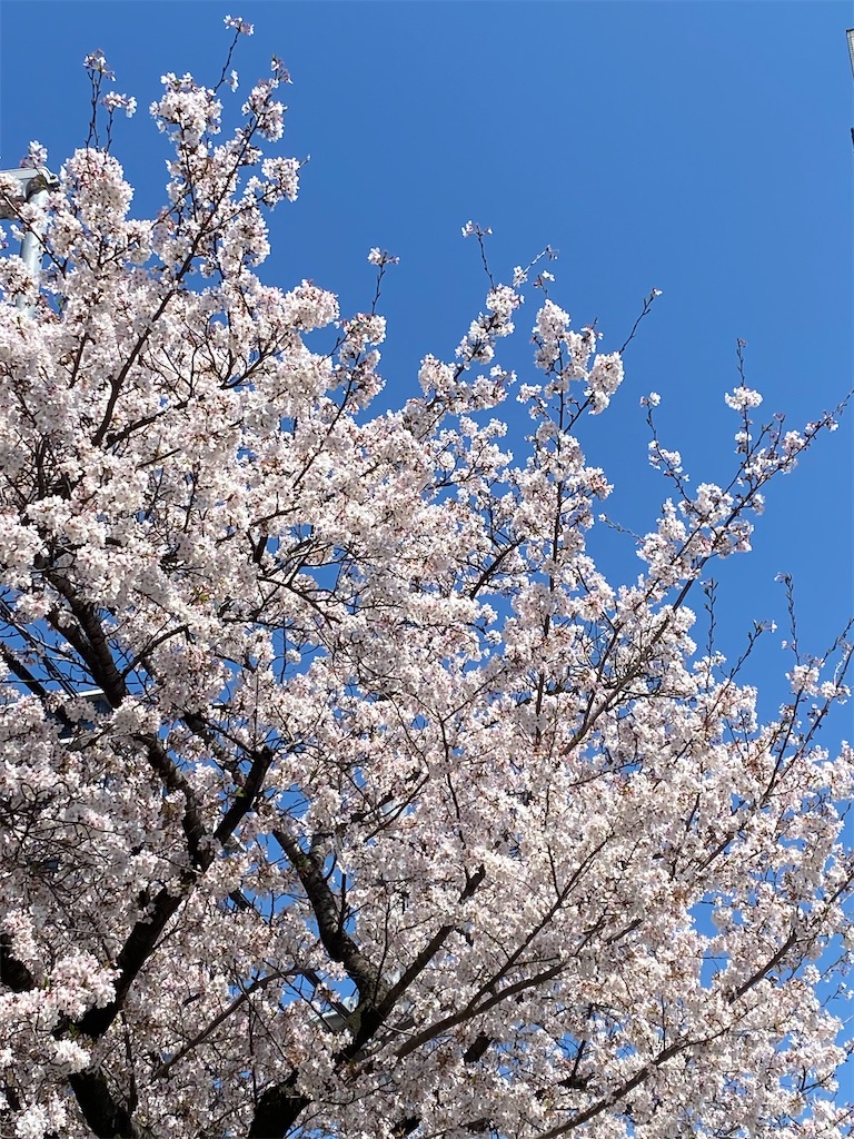 f:id:sumirekuma:20230401203853j:image f:id:sumirekuma:20230401203853j:image