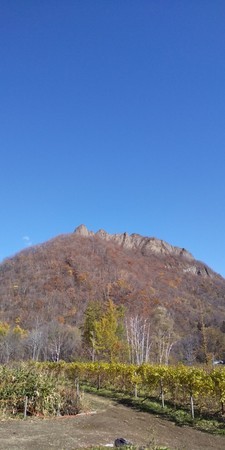 f:id:sumireneko:20191103123006j:plain f:id:sumireneko:20191103123006j:plain