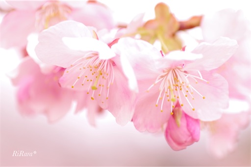 f:id:sumirenoomoide:20210307172223j:plain