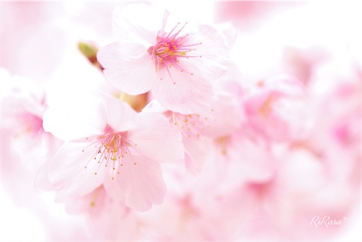 f:id:sumirenoomoide:20210307172233j:plain