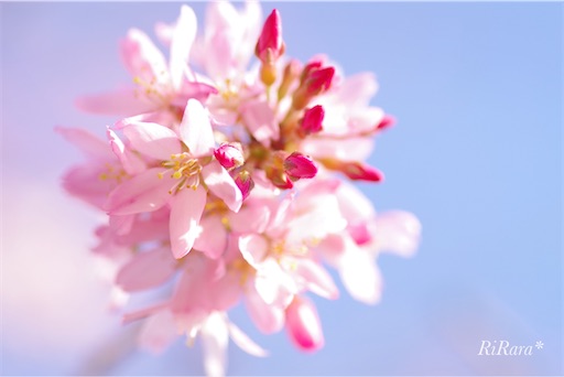 f:id:sumirenoomoide:20210324161304j:plain