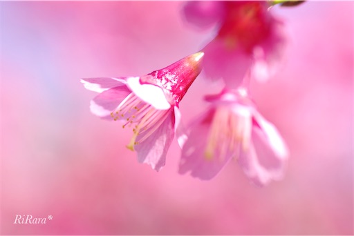 f:id:sumirenoomoide:20210324161307j:plain