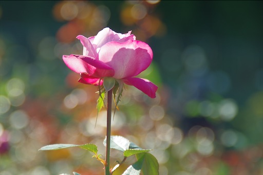 f:id:sumirenoomoide:20211207232400j:plain