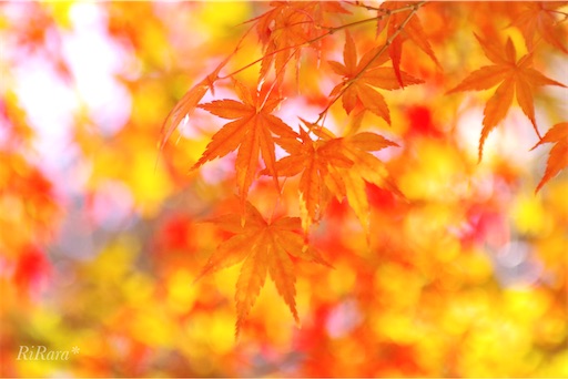 f:id:sumirenoomoide:20211207232917j:plain